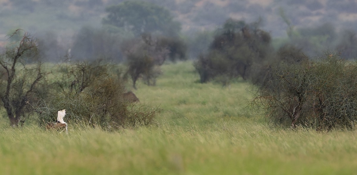 Great Indian Bustard - ML623070361