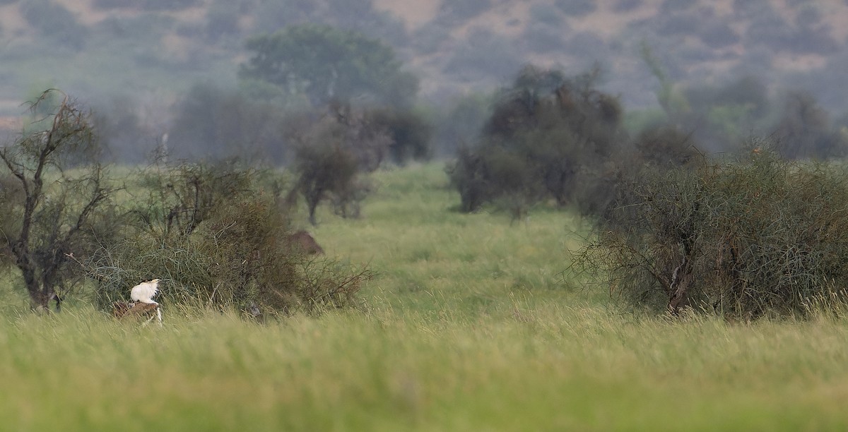 Great Indian Bustard - ML623070362