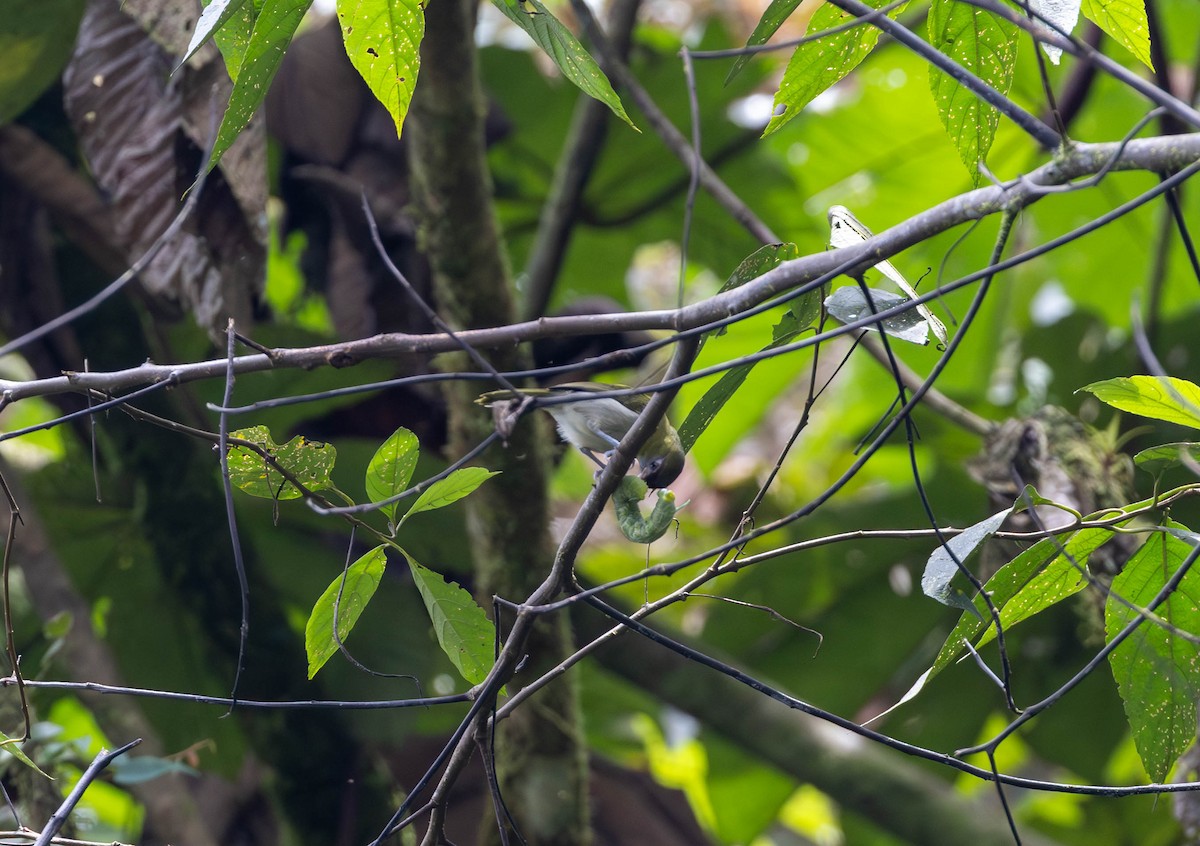 Black-billed Peppershrike - Michelle Martin