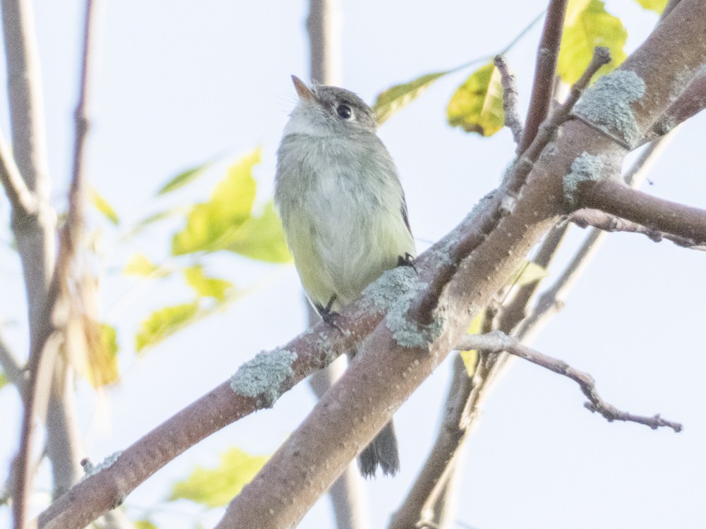 Least Flycatcher - ML623070443