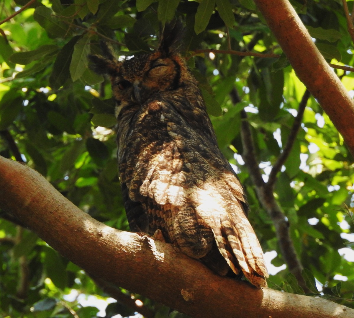 Great Horned Owl - ML623070446