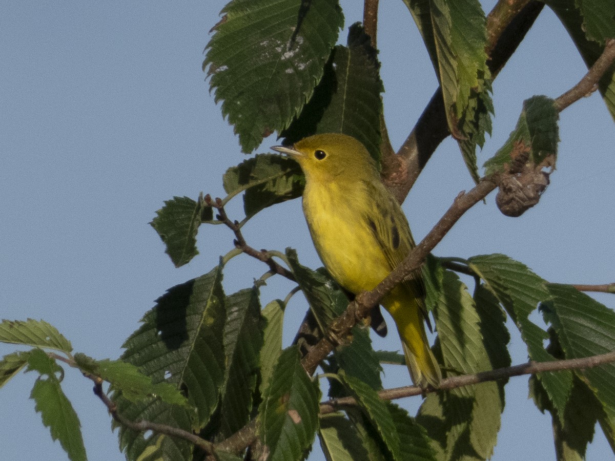 Yellow Warbler - ML623070449