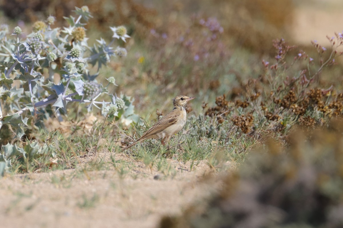 Tawny Pipit - ML623070478