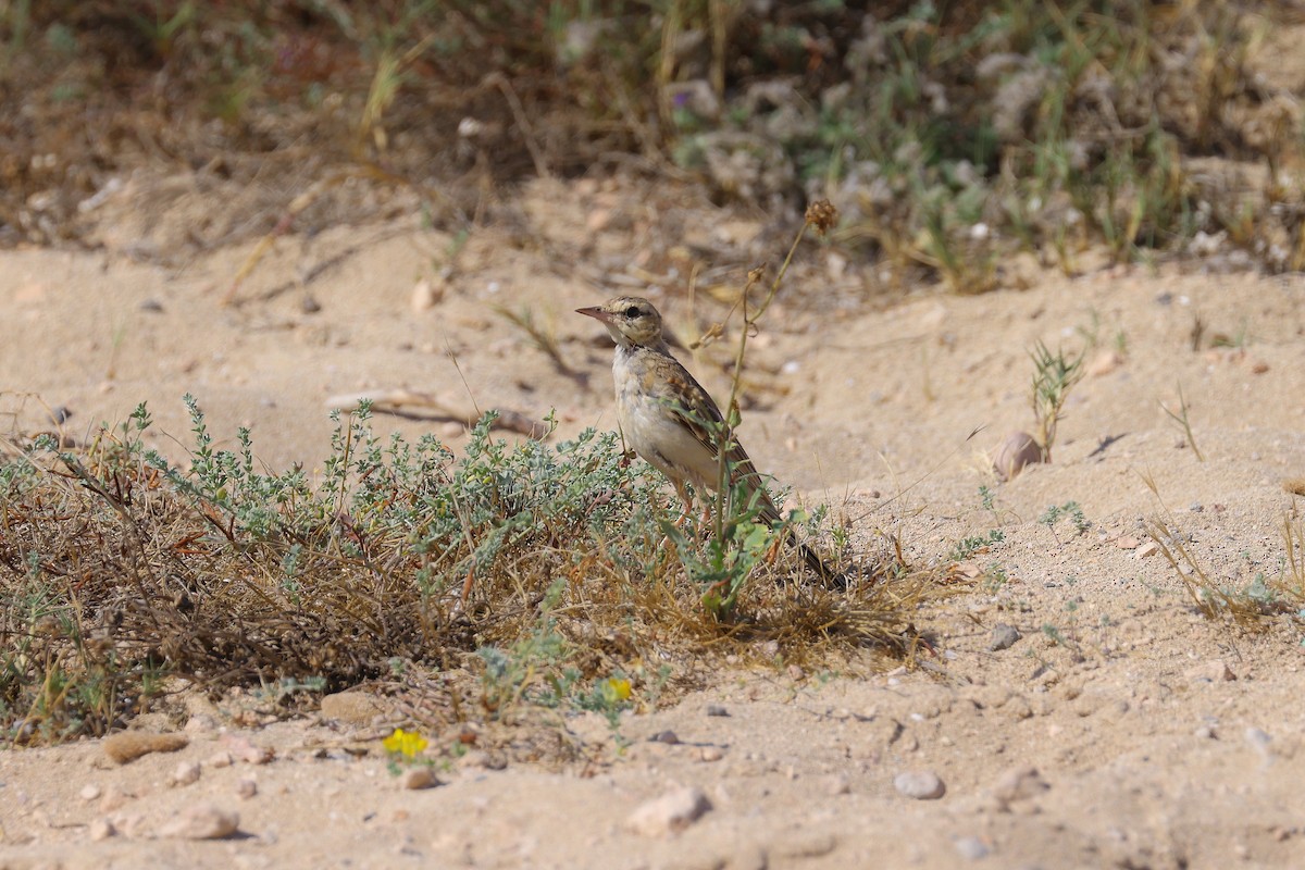 Tawny Pipit - ML623070479