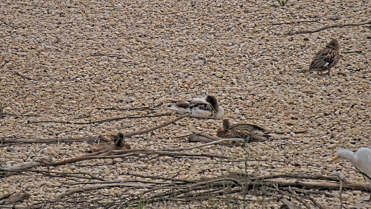 Анхидал ангир - ML623070486