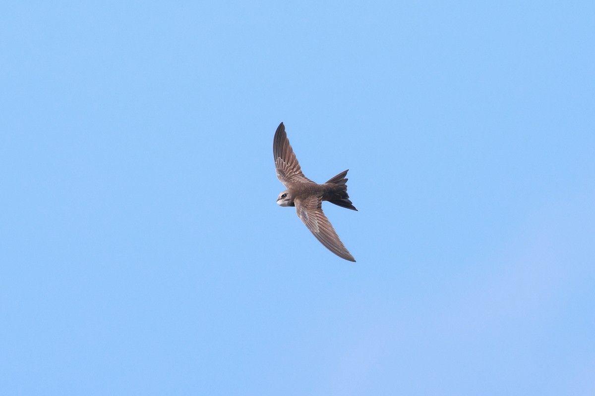 Pallid Swift - ML623070490