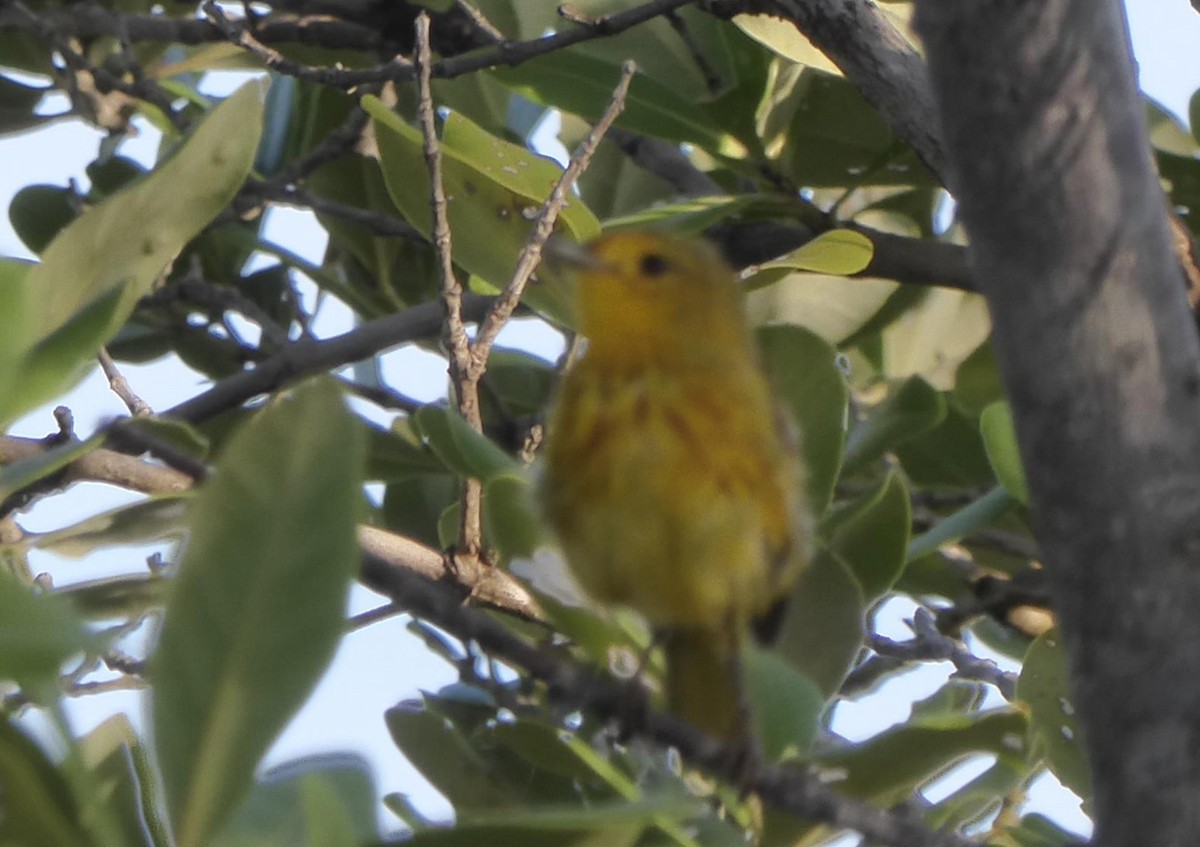 Paruline jaune - ML62307051