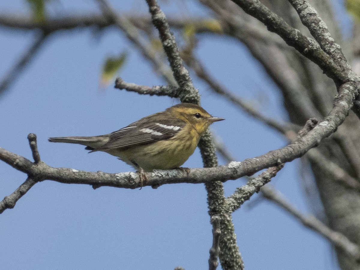 Blackburnian Warbler - ML623070557