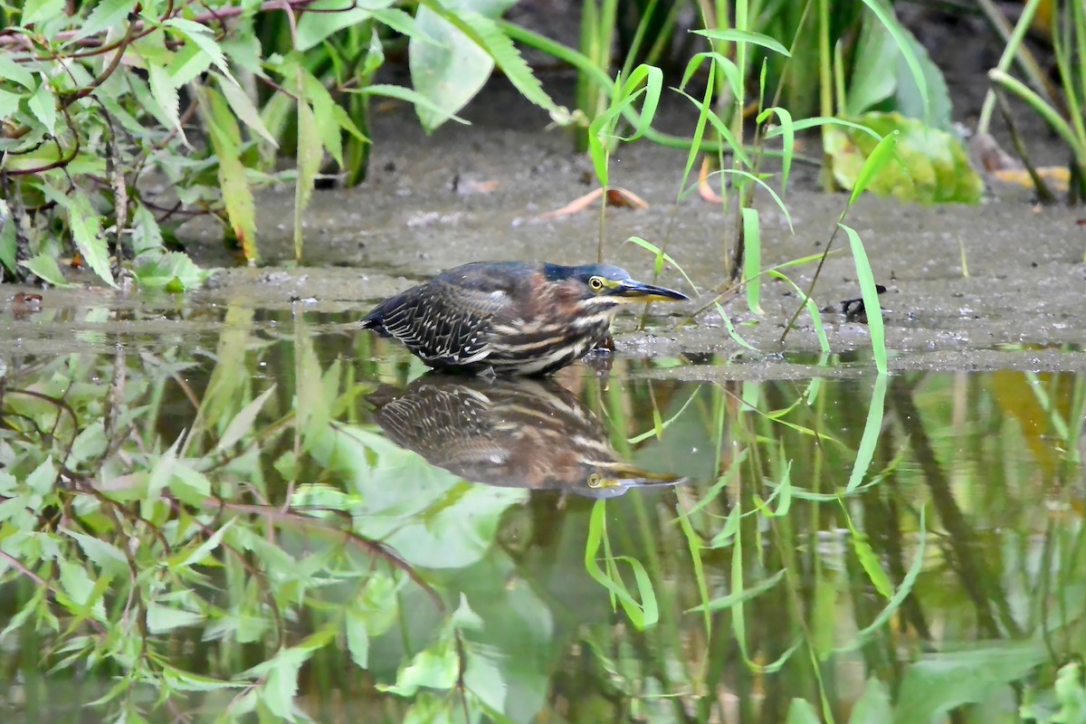 eBird Checklist - 29 Aug 2024 - Ashby Pond Conservancy Site - 13 species