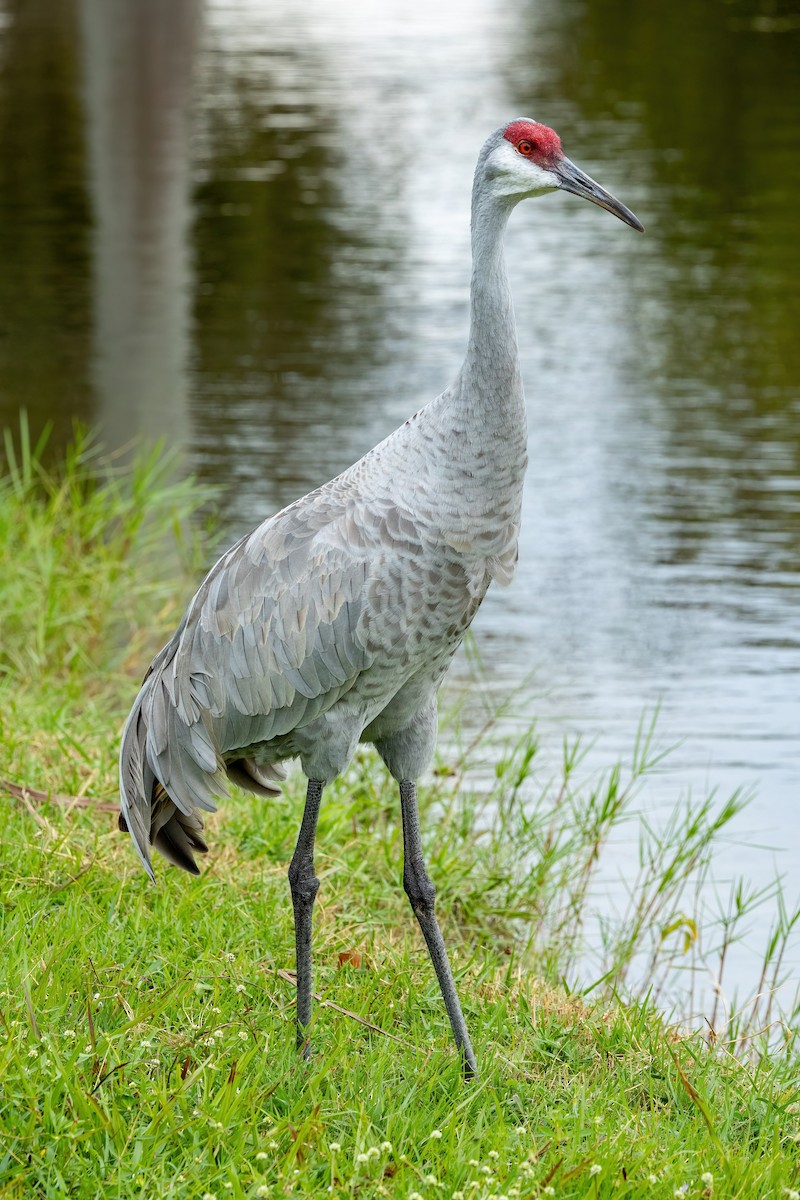 Grulla Canadiense - ML623070681