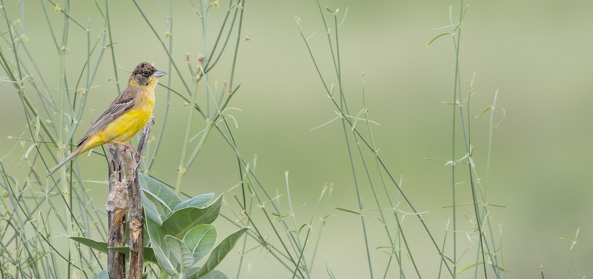 Black-headed Bunting - ML623070732