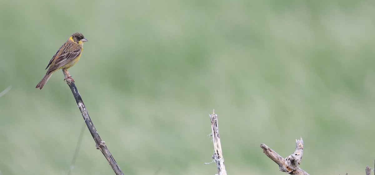 Black-headed Bunting - ML623070734