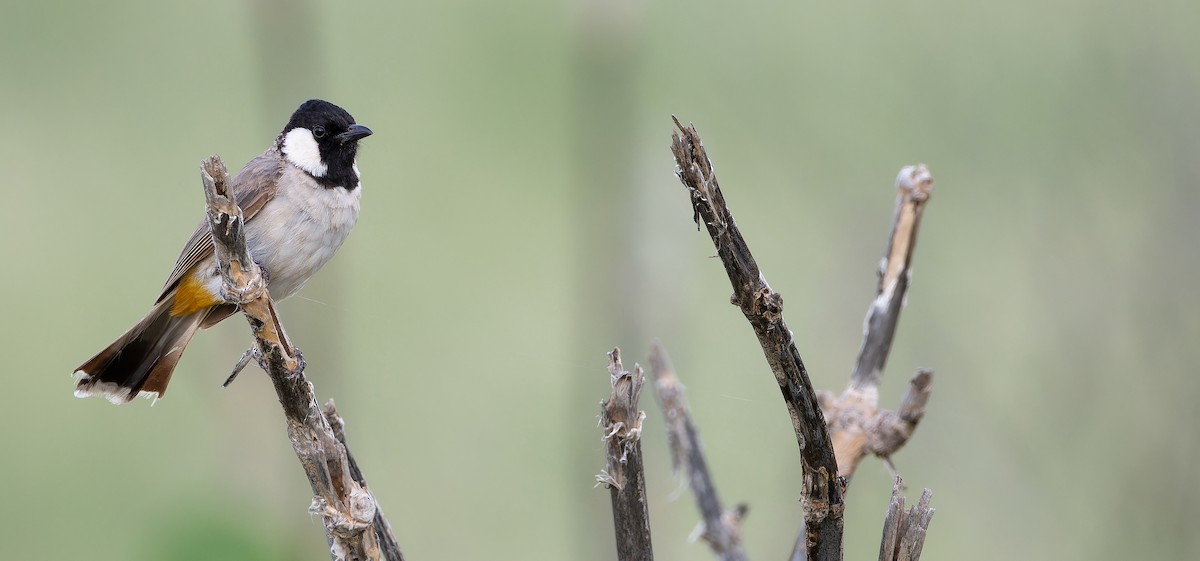 Bulbul Orejiblanco - ML623070781