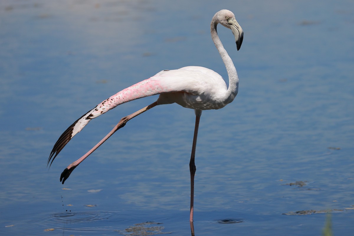 Greater Flamingo - ML623070840