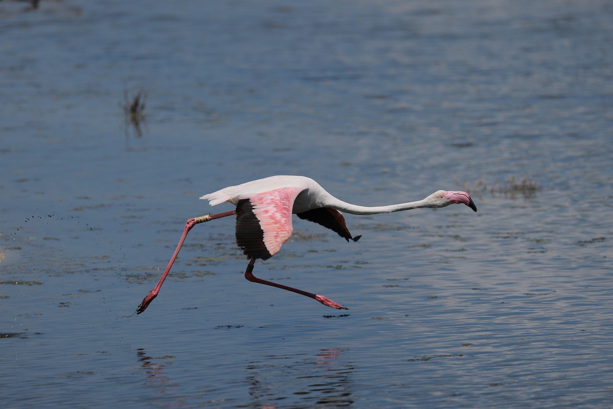 Greater Flamingo - ML623070842