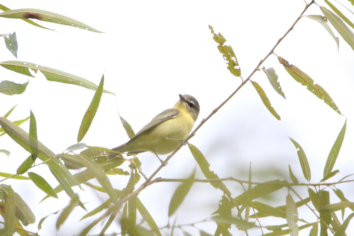 Philadelphia Vireo - ML623070898