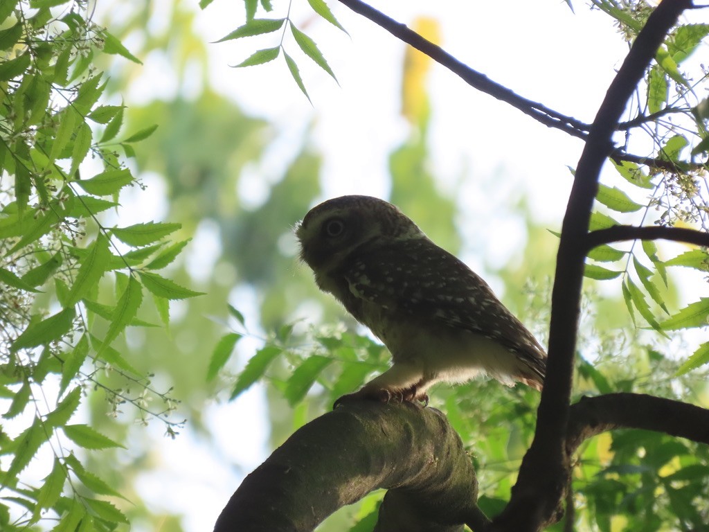 Spotted Owlet - Samay Srivastava