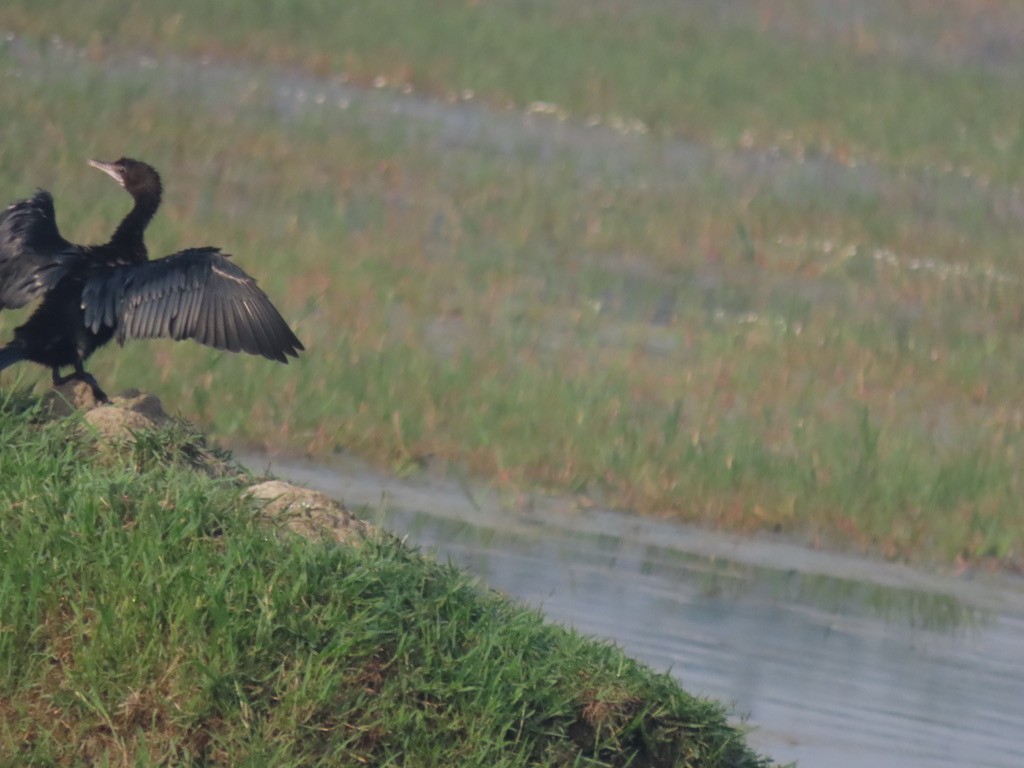 Indian Cormorant - ML623070948