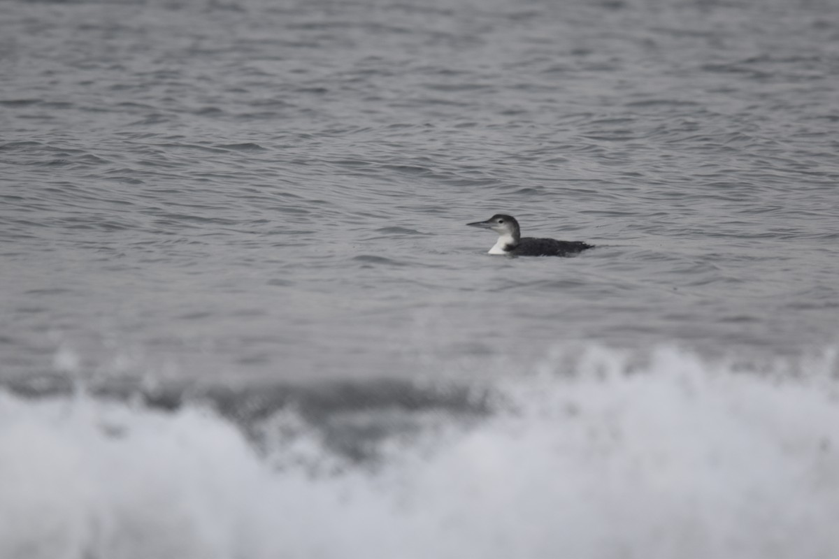 Common Loon - Steve Fletcher