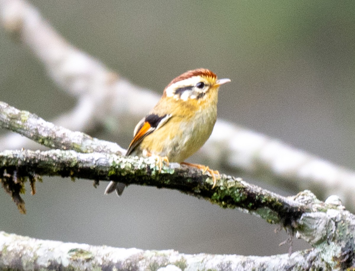 Rufous-winged Fulvetta - ML623070974