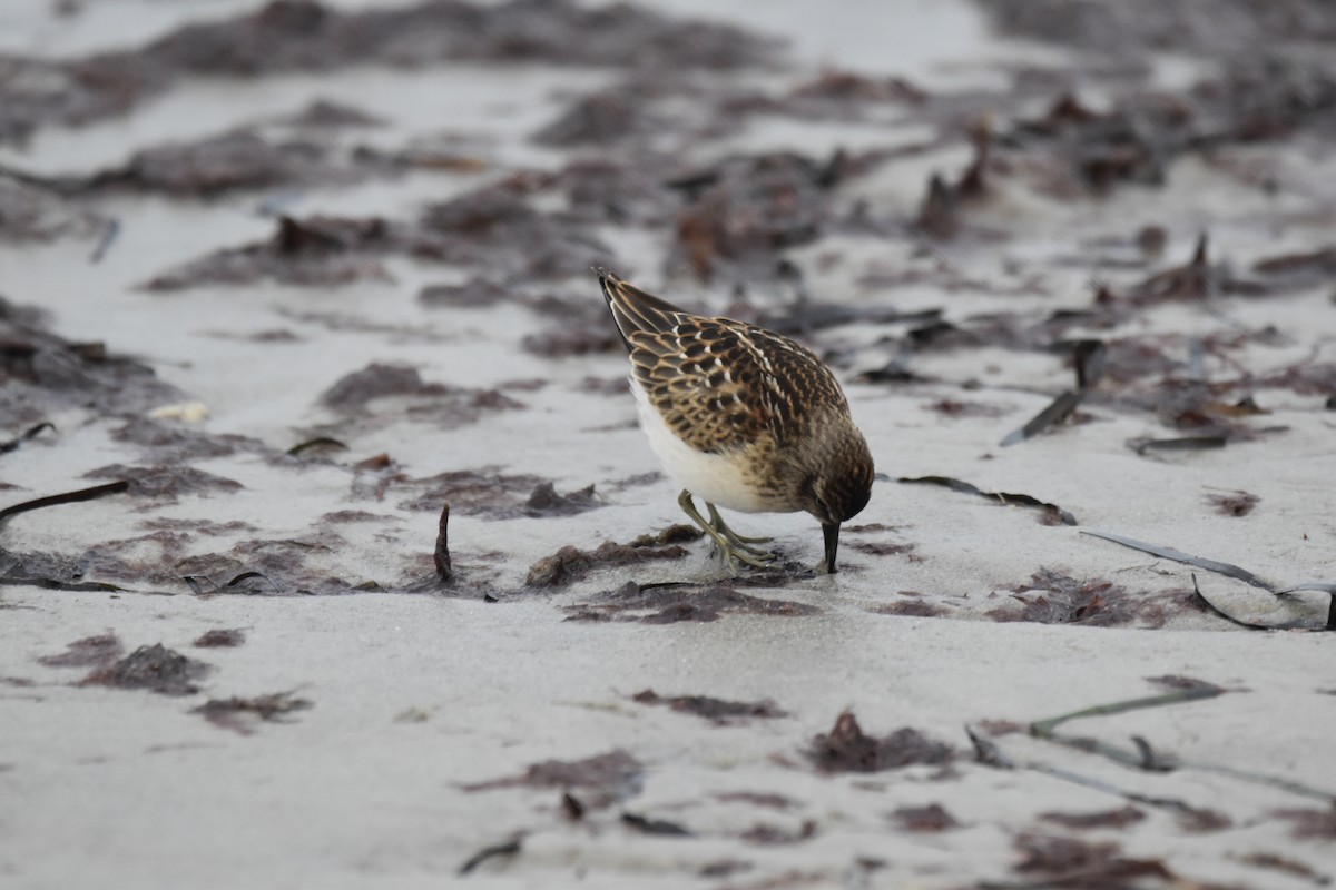 Wiesenstrandläufer - ML623071007