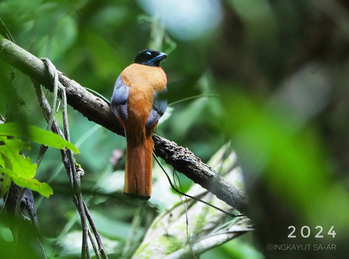 Cinnamon-rumped Trogon - ML623071009