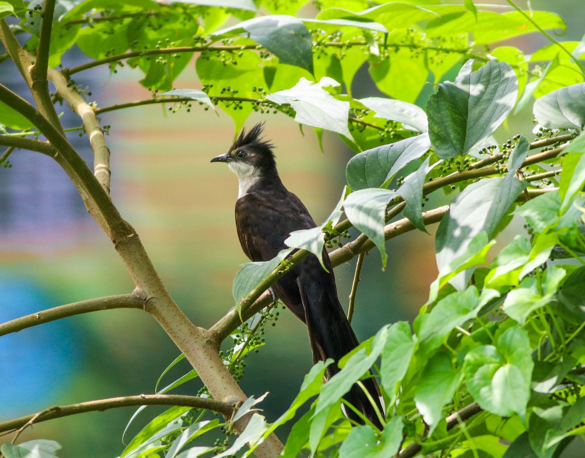 Pied Cuckoo - ML623071010