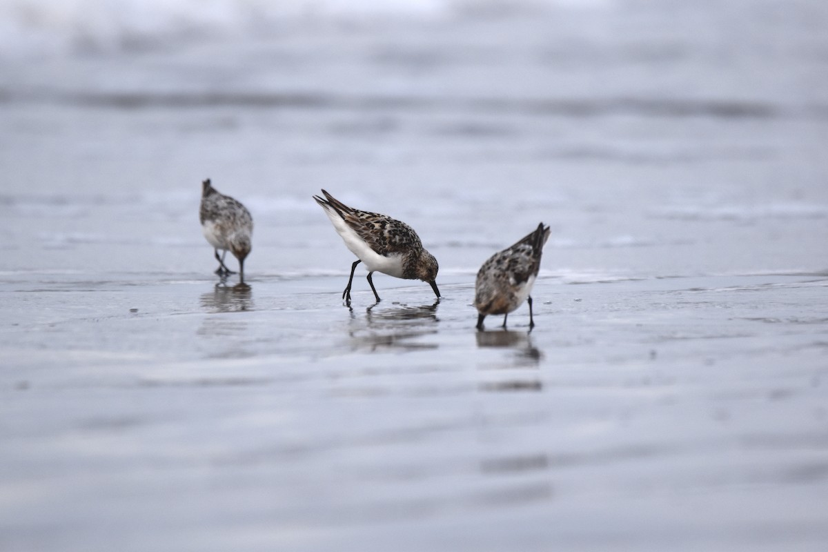 Sandstrandläufer - ML623071025