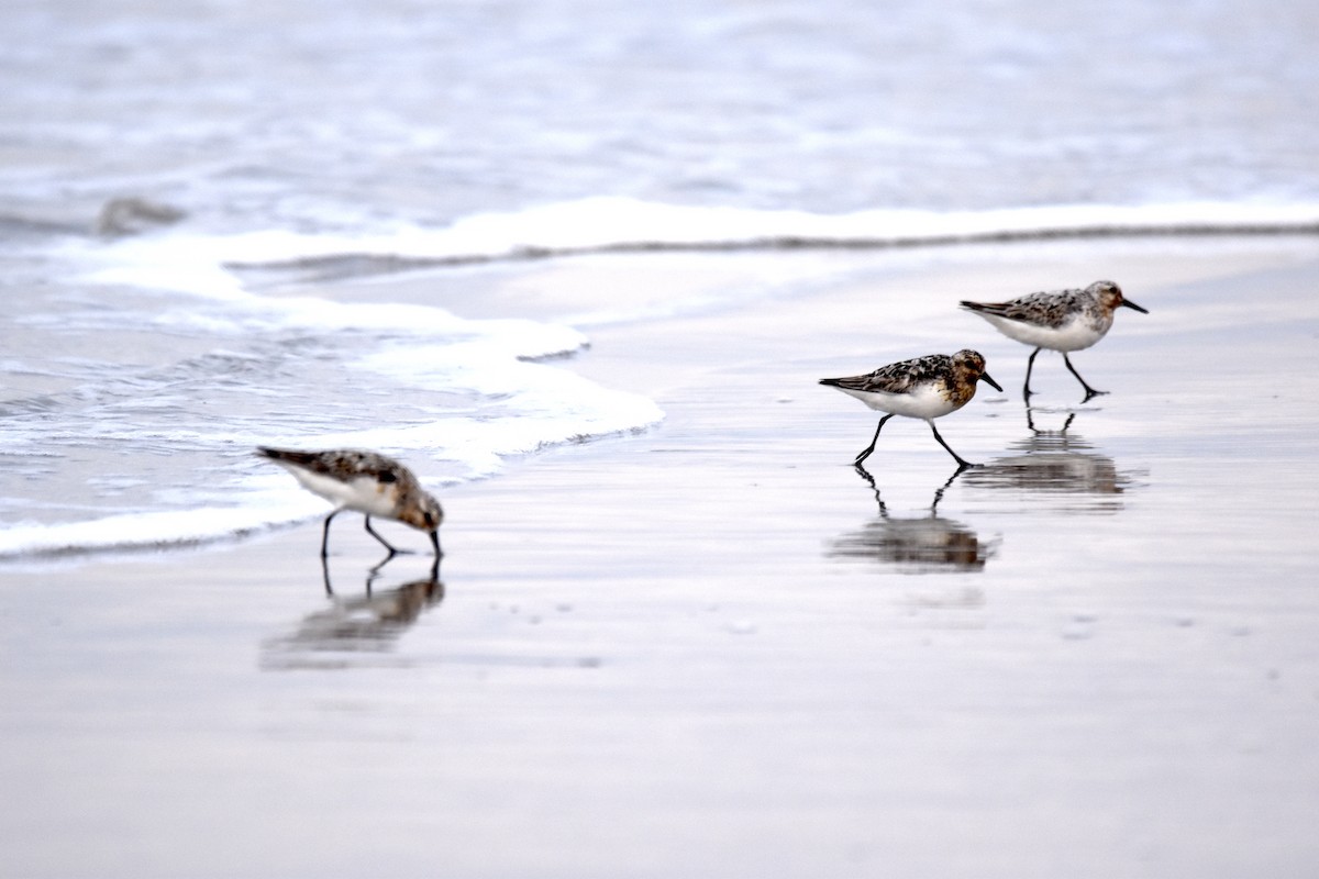 Sandstrandläufer - ML623071045