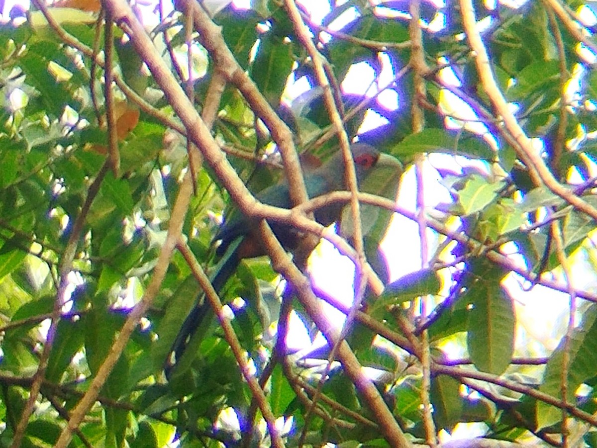 Chestnut-bellied Malkoha - ML623071050