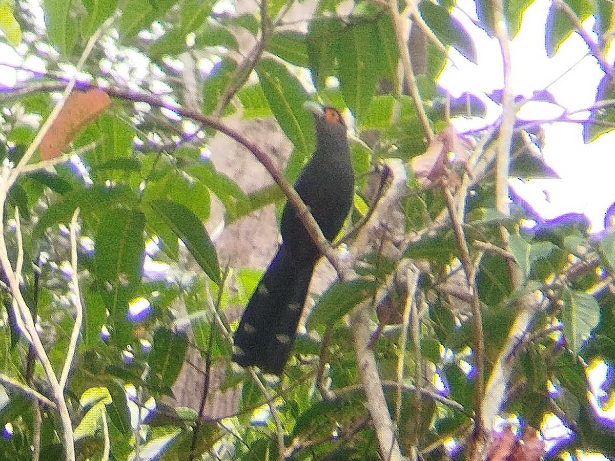 Chestnut-bellied Malkoha - ML623071052