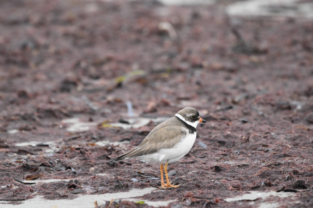 Semipalmated Plover - Steve Fletcher