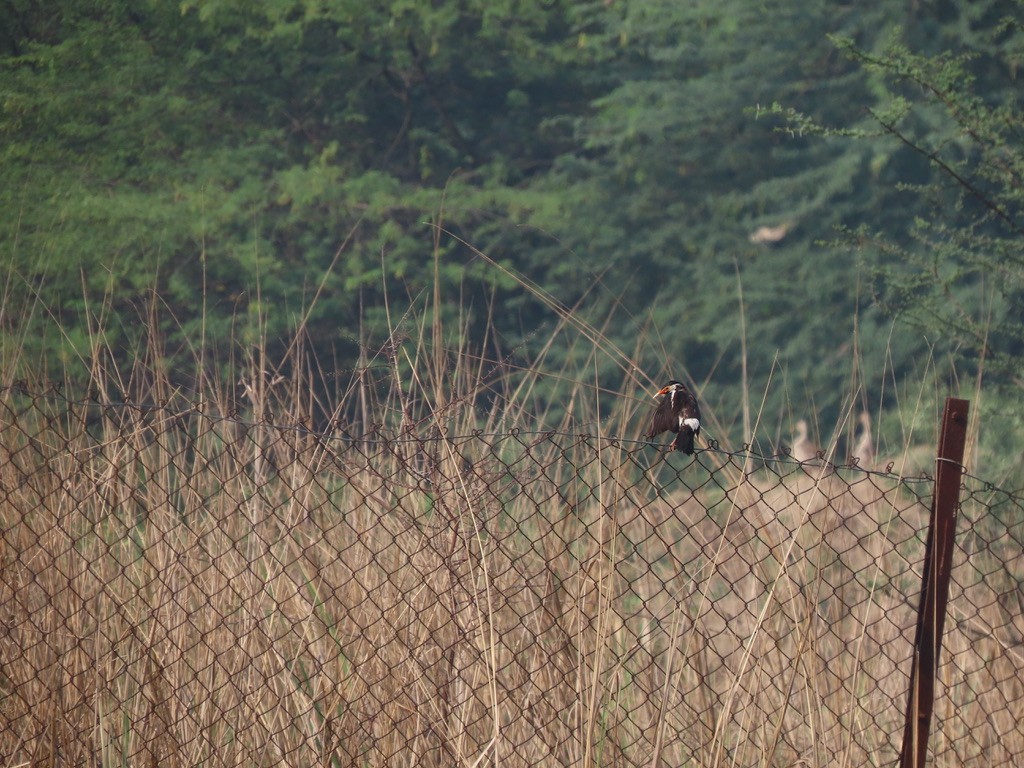 Indian Pied Starling - ML623071075