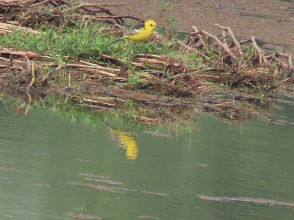 Western Yellow Wagtail - Samay Srivastava