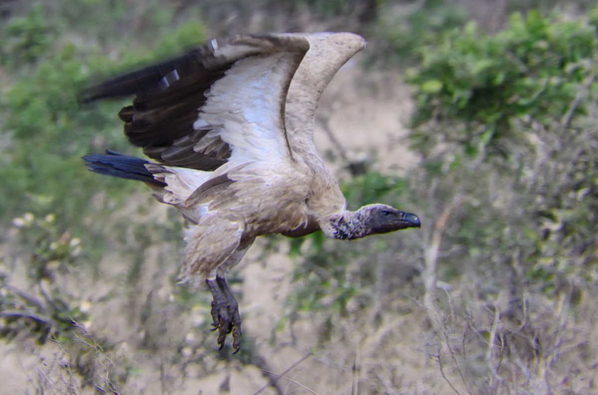 White-backed Vulture - ML623071176