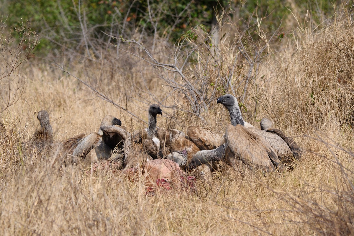 White-backed Vulture - ML623071177