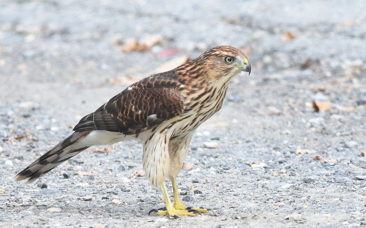 Cooper's Hawk - ML623071190