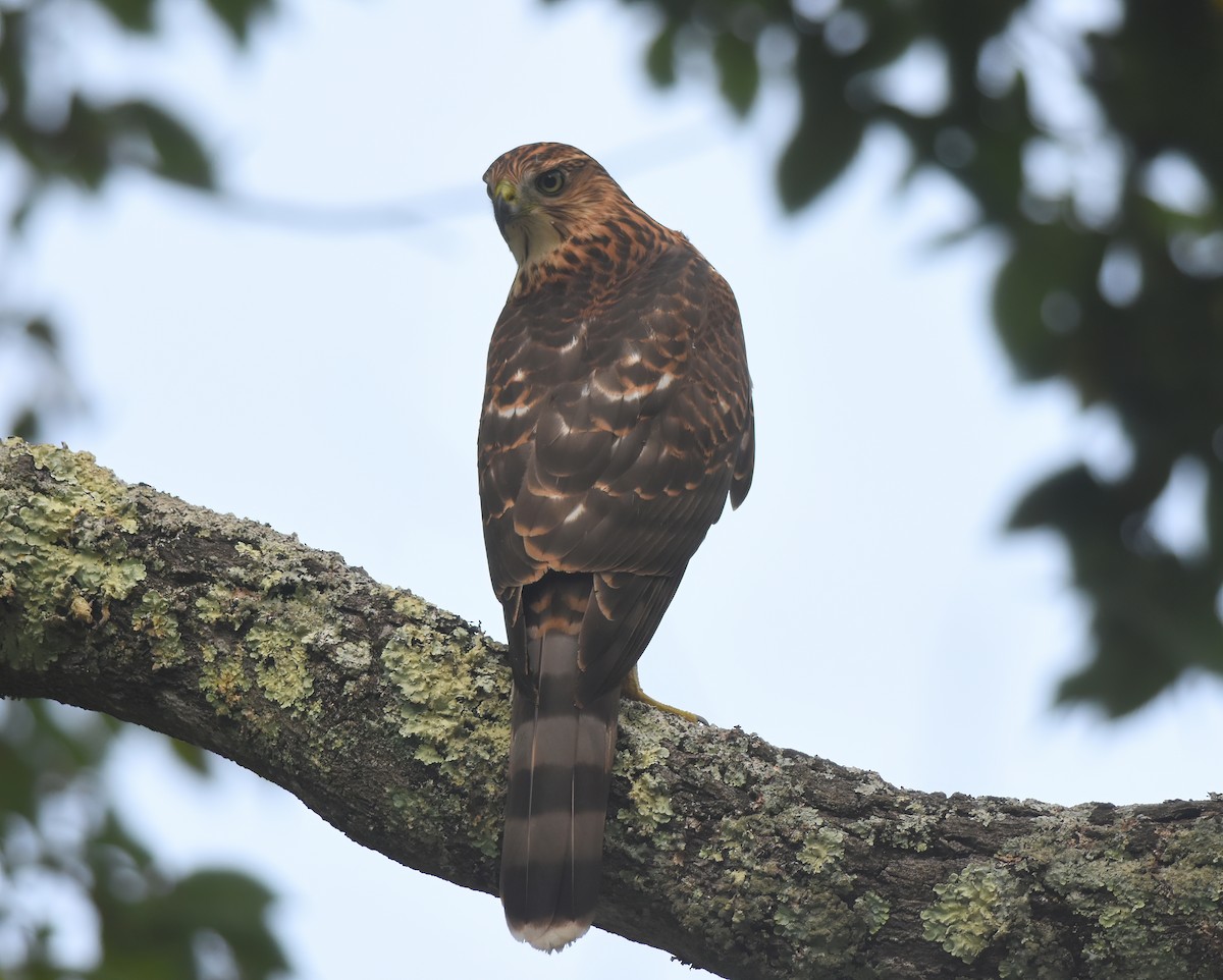 Cooper's Hawk - ML623071191