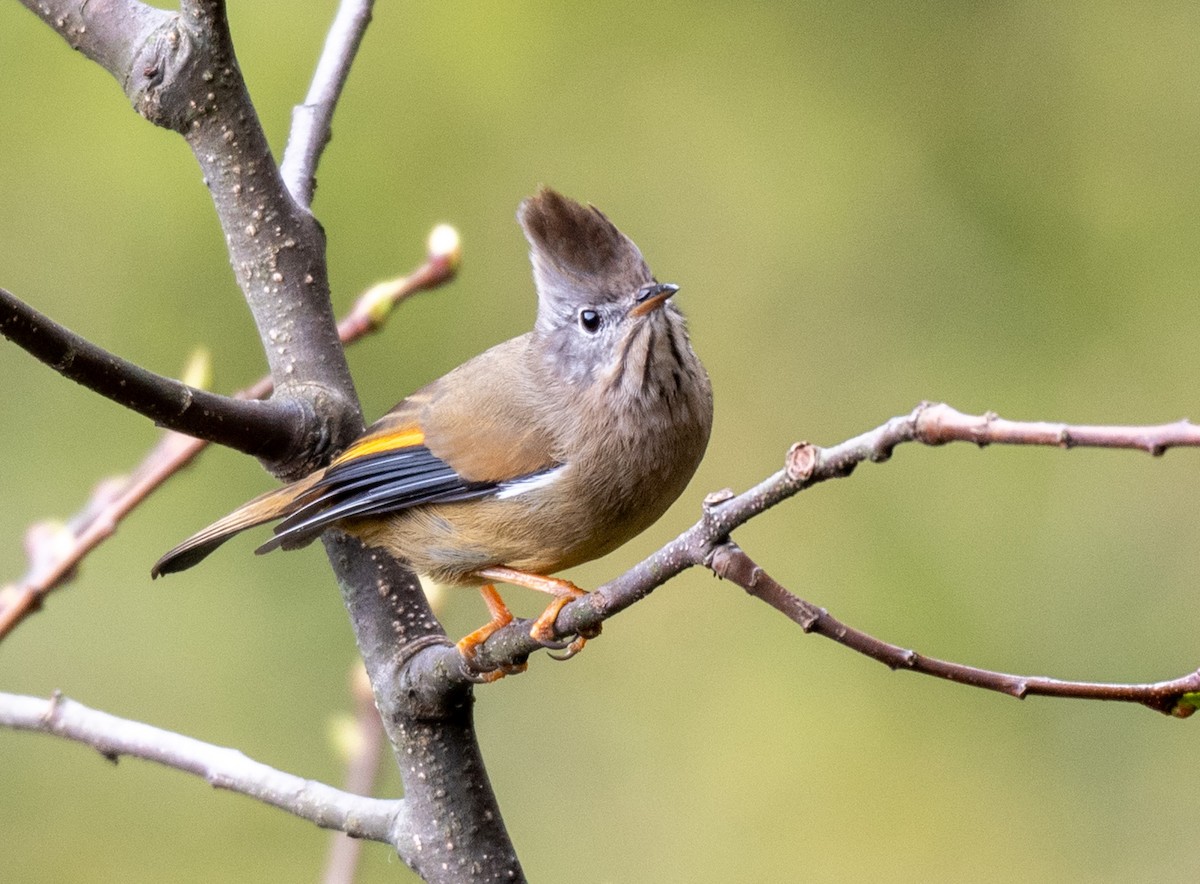 Stripe-throated Yuhina - ML623071318