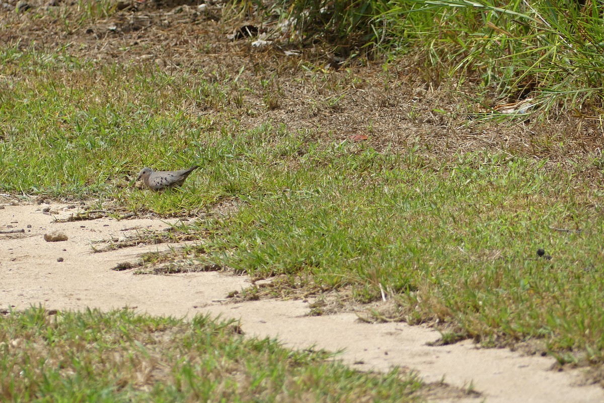 Common Ground Dove - ML623071362