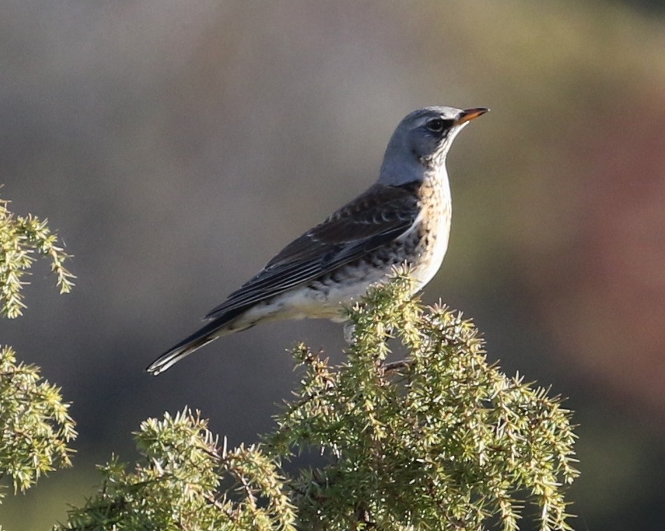 Fieldfare - ML623071376