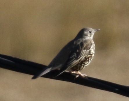 Mistle Thrush - ML623071377