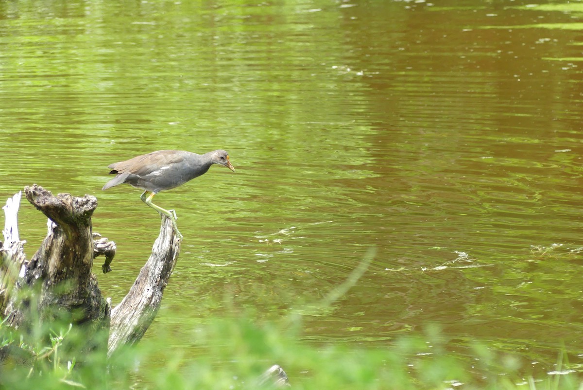 Common Gallinule - ML623071380