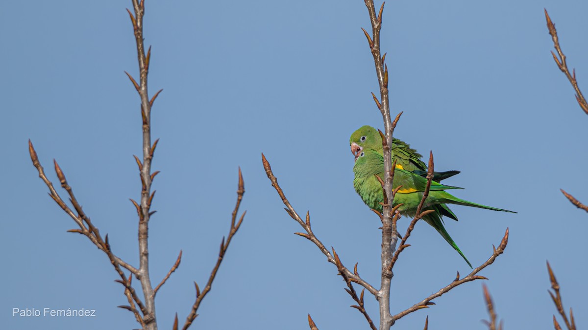 Yellow-chevroned Parakeet - ML623071458