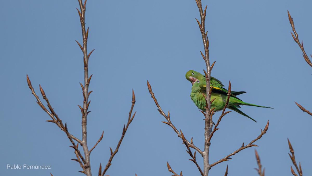 Yellow-chevroned Parakeet - ML623071459