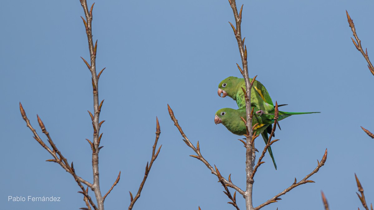 Yellow-chevroned Parakeet - ML623071460