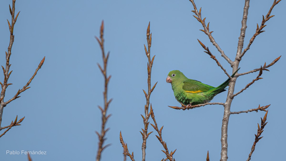 Yellow-chevroned Parakeet - ML623071461