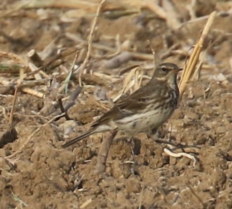 Water Pipit (Western) - ML623071471