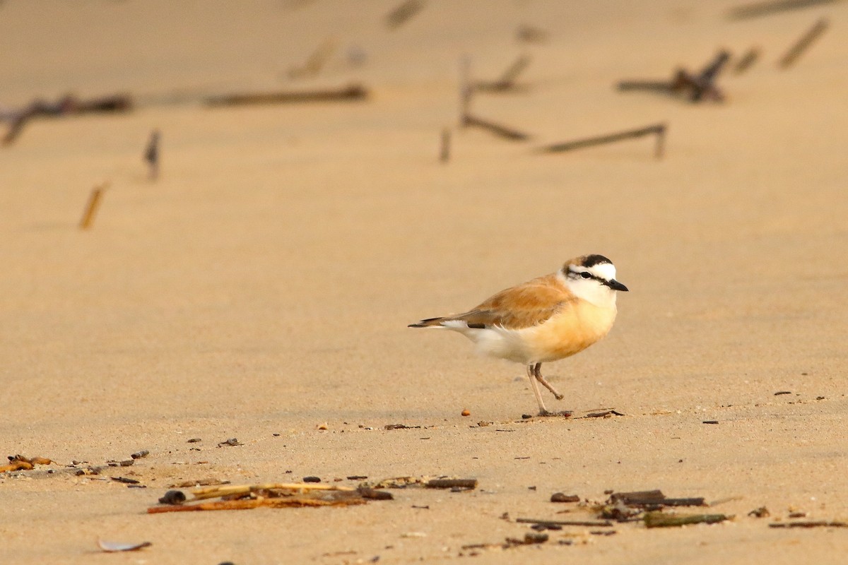 White-fronted Plover - ML623071488