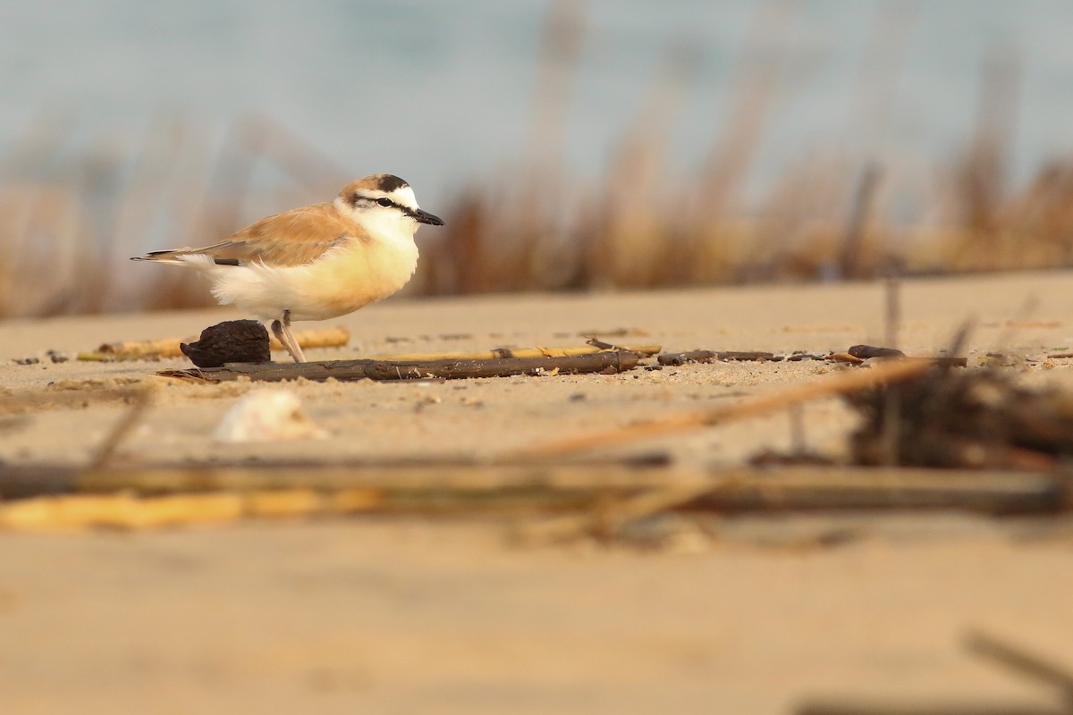 White-fronted Plover - Daan van der Hoeven